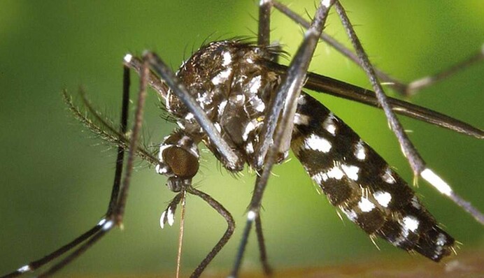 Минздрав среагировал на дезинформацию о распространении лихорадки Денге в Украине