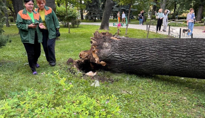 У парку в Києві дерево впало на людей: четверо осіб ушпиталили