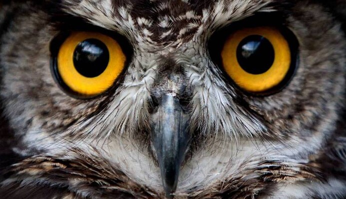 Сови ГУР підкорили соцмережі