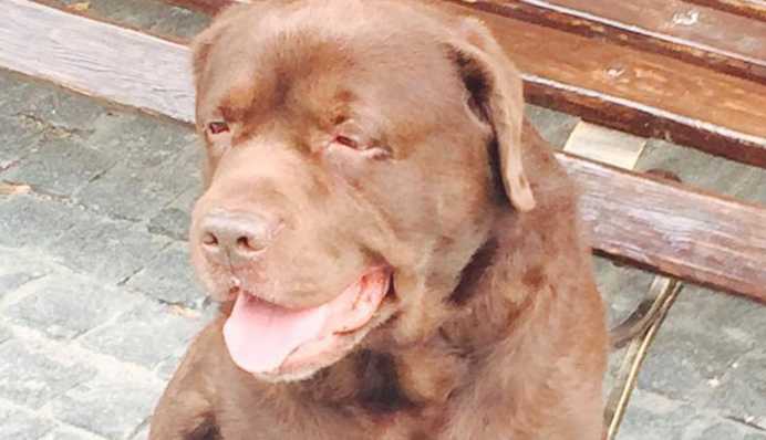 Глава Офиса Зеленского опубликовал трогательное сообщение о своей умершей собаке