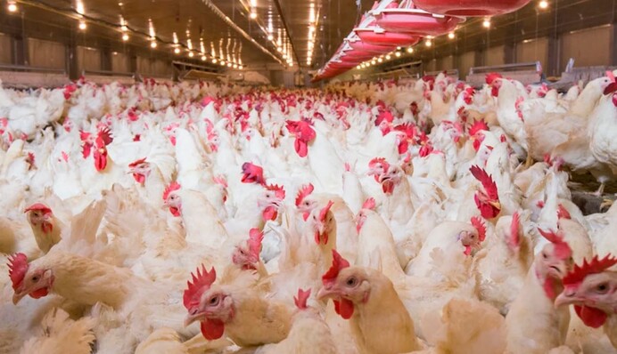 Бахрейн открыл для украинских производителей рынок мяса птицы