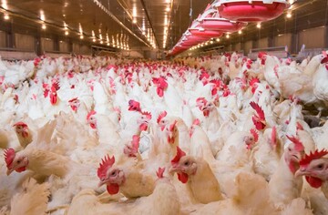 Бахрейн відкрив для українських виробників ринок мʼяса птиці