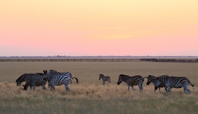 Заповедника Аскания-Нова больше нет, - глава Херсонской ОВА