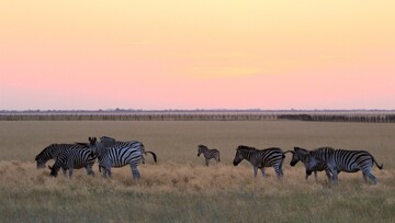 Заповедника Аскания-Нова больше нет, - глава Херсонской ОВА