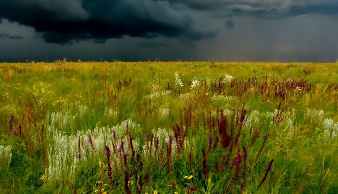 Директор «Аскании-Новой» опроверг информацию о полном уничтожении заповедникав