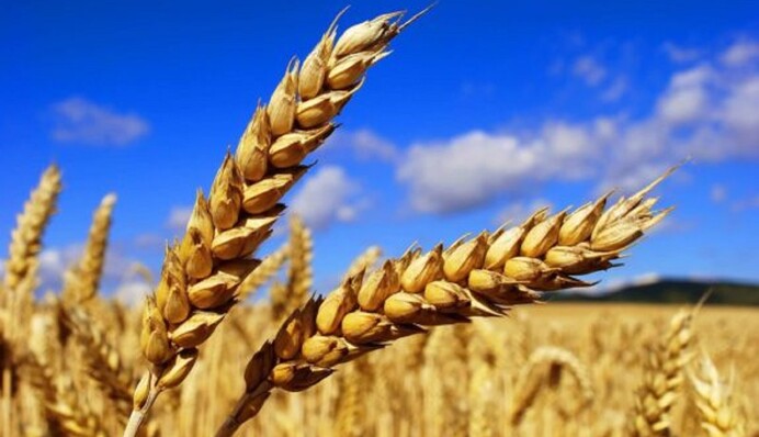 В Україні зростуть ціни на найпопулярніший продукт