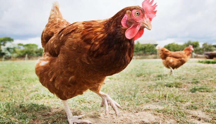 Российский пропагандист сравнил свою армию с курами