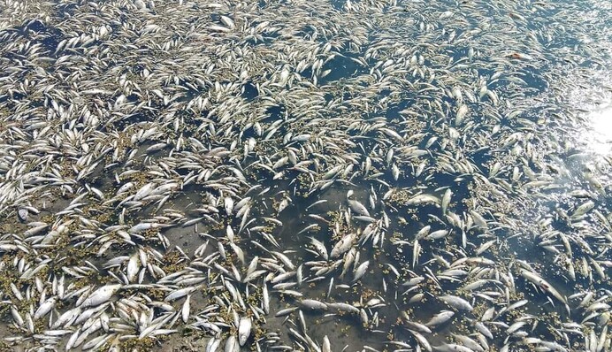 На Сумщині росіяни влаштували екокатастрофу - у мережі діляться моторошними кадрами