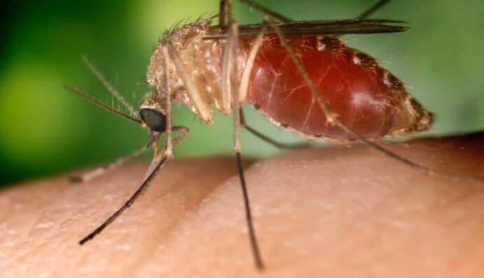 В Киеве зафиксированы смертельные случаи из-за лихорадки Западного Нила