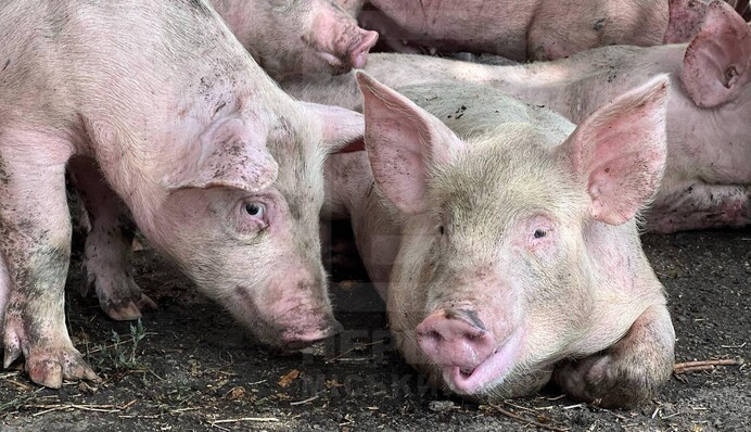 В Кривому Розі перевернулася фура зі свинями