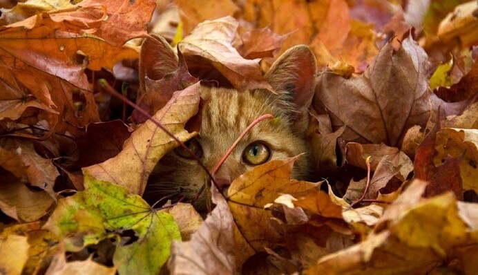 Климатолог рассказала, какой будет погода в Украине до конца ноября