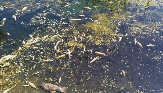 Пляму забруднення з Десни назвали загрозою для 60% Києва