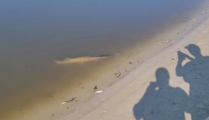 В Чернігові потемнішала вода та спостерігається масовий замор риби