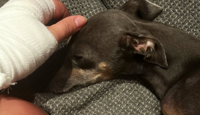 Блогершу сильно покусала собака на улице Черкасс