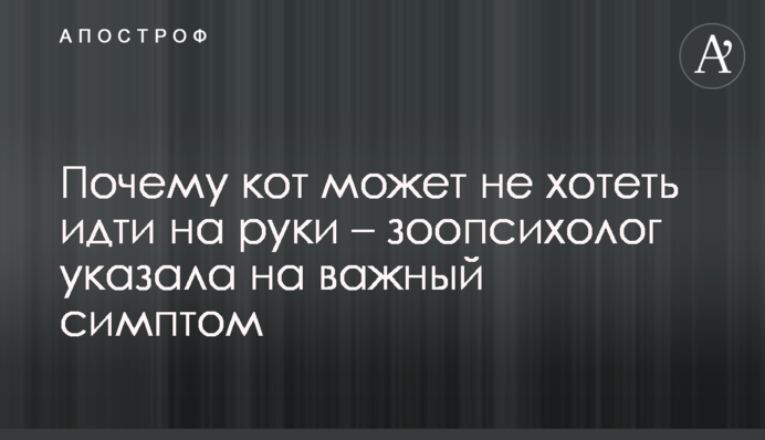 Чому кіт може не хотіти йти на руки – зоопсихолог вказала на важливий симптом