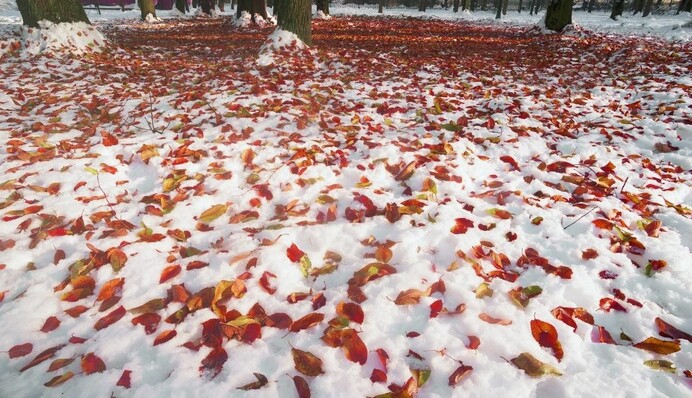 Какой будет погода в Киеве в ближайшие месяцы - прогноз до 31 декабря
