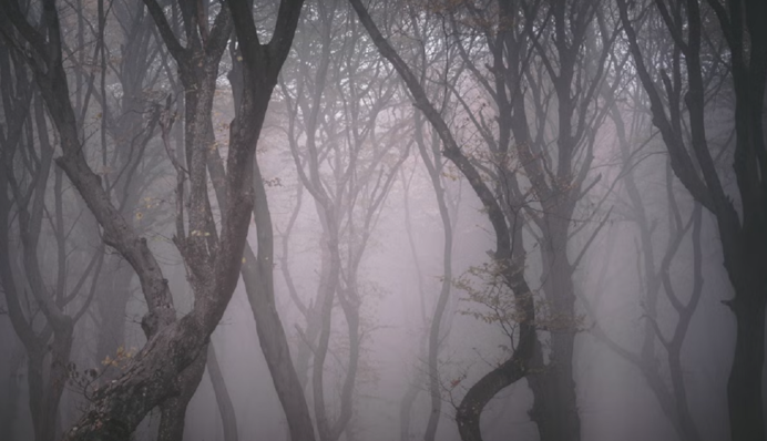В Румунії є власний Бермудський трикутник: що відомо про моторошний ліс Хойя Бачіу