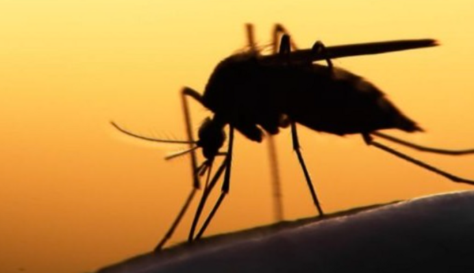 В Хмельницкой области зафиксировали два случая лихорадки Западного Нила
