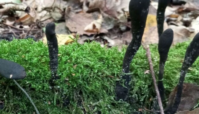 На Волыни нашли редкие 