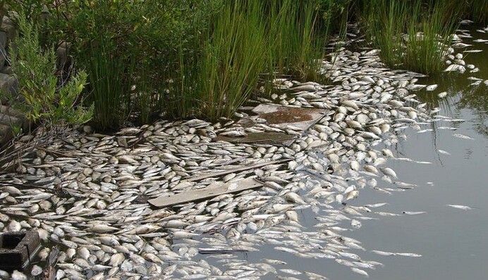 У Міндовкілля розповіли про ситуацію із забрудненням на Десні та Сеймі