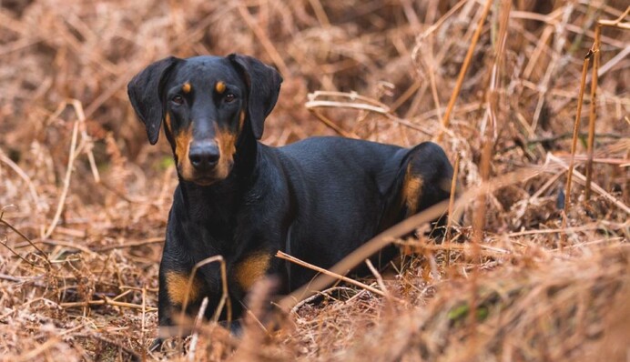 Акторка Вітовська вказала на моторошну загибель собаки під Львовом