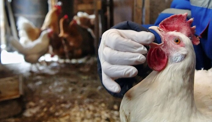 В Київській області виявили пташиний грип