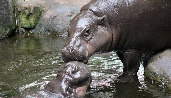 На Кіпрі жили крихітні слони і бегемоти - їх знищили люди кам'яного віку