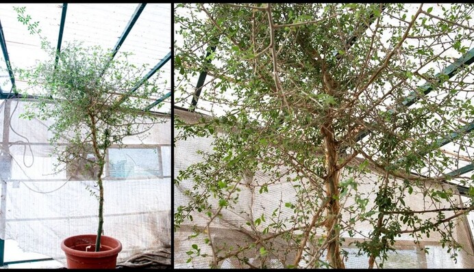 В Ізраїлі виростили 