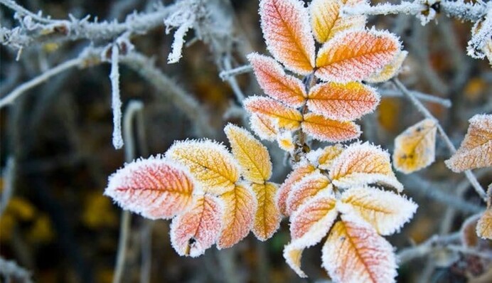 Синоптик назвав дати, коли в Україні вдарять перші заморозки