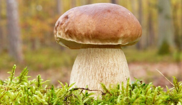 В Карпатах знайшли гриба-гіганта вагою у 3 кілограми