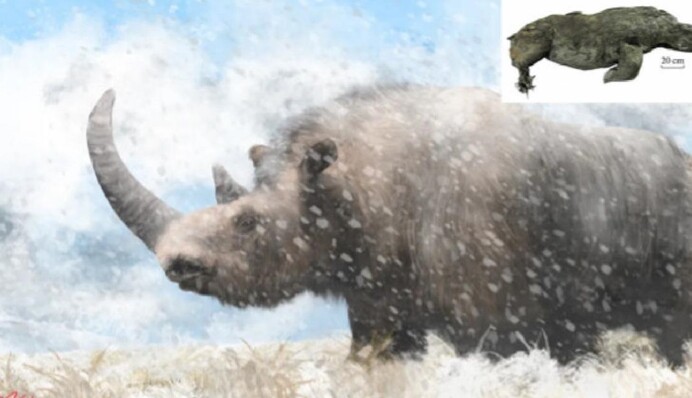У вічній мерзлоті знайшли останки шерстистого носорога, якому понад 32 тисячі років