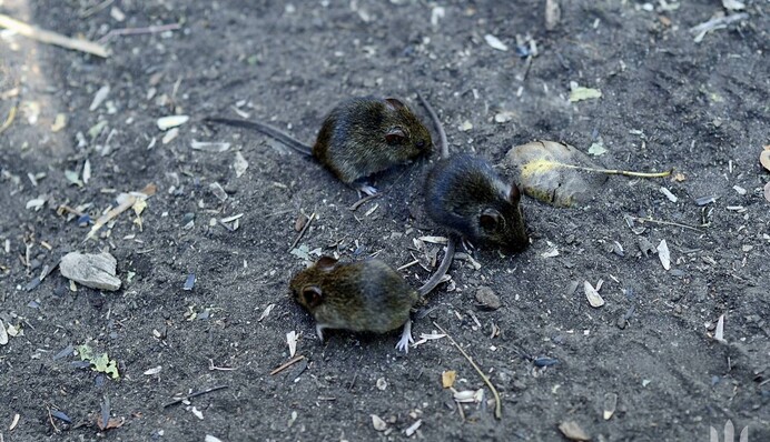 «Готовимся к нашествию!» В ВСУ назвали еще одного серьезного врага наравне с россиянами