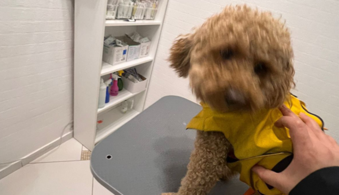 Чоловік у Києві вдарив пуделя ногою і поплатився