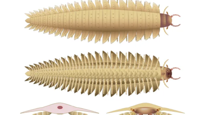 Вчені знайшли голову багатоніжки розміром з авто і поставили крапку у 100-річній суперечці