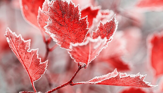 Похолодание, дожди и заморозки: прогноз синоптика на новую неделю