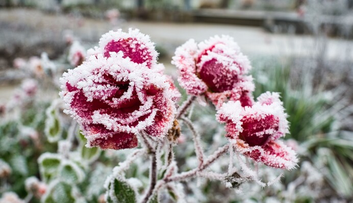 На Україну насуваються сильні заморозки - у ДСНС назвали дати
