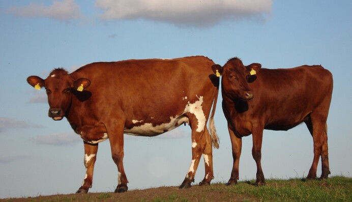 Дотации от государства на содержание домашних животных: кто может рассчитывать