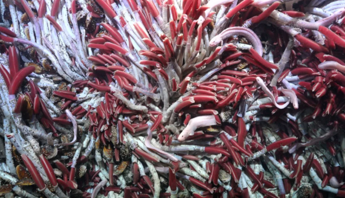 Вчені виявили невідомих тварин, що живуть під океаном