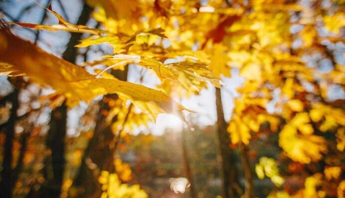 В Україні буде багато сонця: синоптик назвала дату чудового потепління