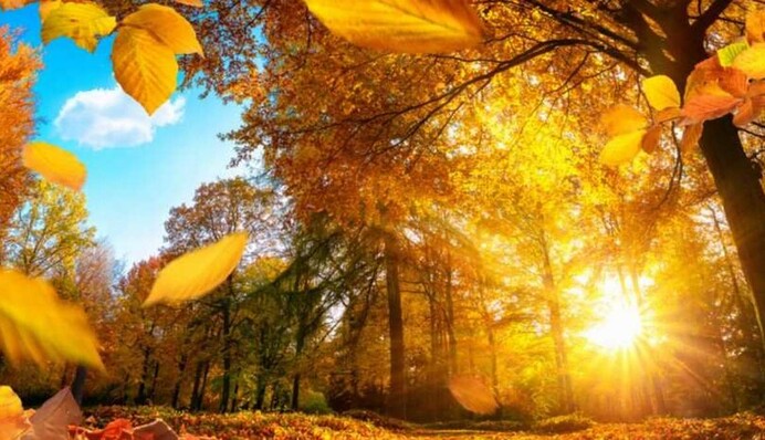 В Украину вернется лето - ноябрь начнется аномальным теплом