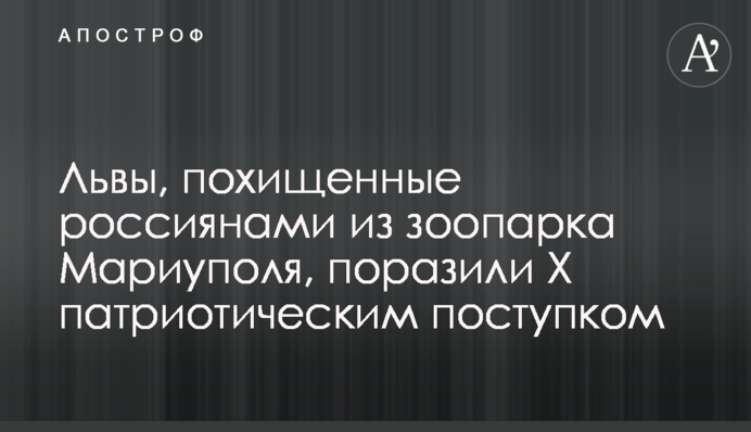 Львы, похищенные россиянами из зоопарка Мариуполя, поразили Х 