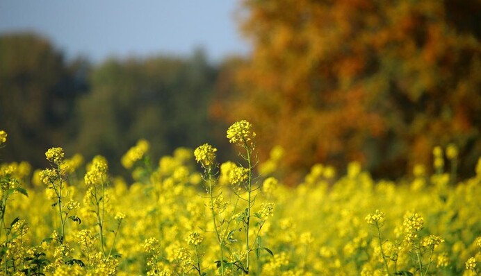 Лето продолжалось почти 5 месяцев: синоптик рассказала, что ждать в 2025 году