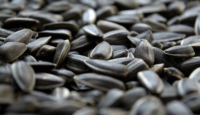 Росіяни вивозять урожай соняшника з ТОТ Луганщини