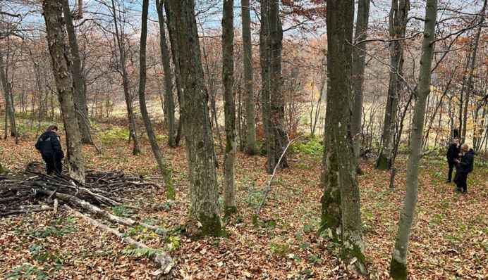 Знищення червонокнижних зубрів на Львівщині: розпочато розслідування