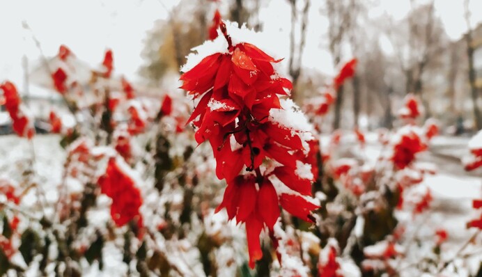 Украину засыплет первым снегом: на сколько пожалует зима и когда ждать потепления