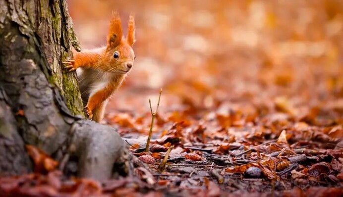 В Украине побеждает 