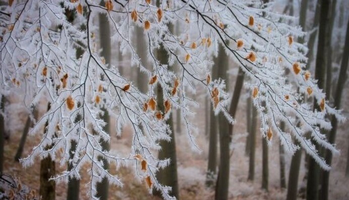 Дощі, мокрий сніг і тумани: яку погоду принесе новий тиждень