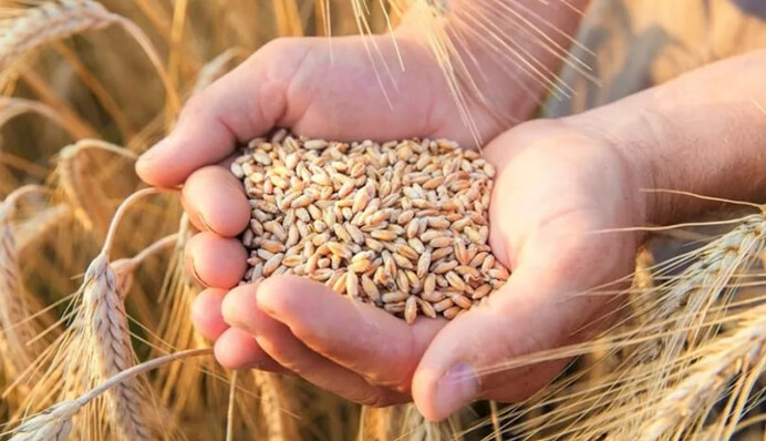 ​В Україні запустили новий реєстр зберігання зерна