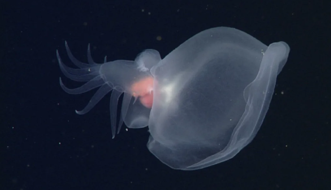Ученые открыли таинственного сияющего моллюска - ничего похожего раньше не видели