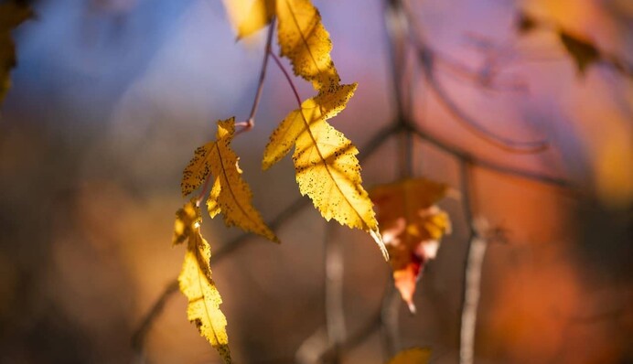 Метеоролог рассказал, где в Украине в выходные ждать мокрого снега